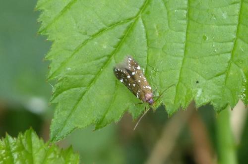 Argolamprotes micella